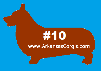 10th Pick of Red or Sable Boys - Deposit 10th Pick of Red or Sable Boys - Deposit